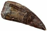 Bargain, Carcharodontosaurus Tooth - Real Dinosaur Tooth #242590-1